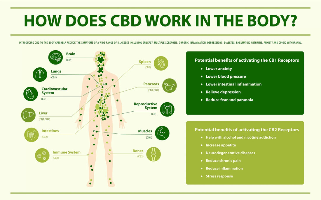 Unraveling the Wonders: A Deeper Dive into the Benefits of CBD Products